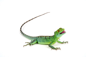 Jesus Christ lizard / Stirnlappenbasilisk (Basiliscus plumifrons) 
