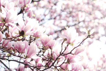 Nature background with magnolia, beautiful cherry tree. 