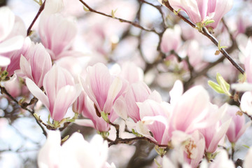 Naklejka na ściany i meble Nature background with magnolia, beautiful cherry tree. 
