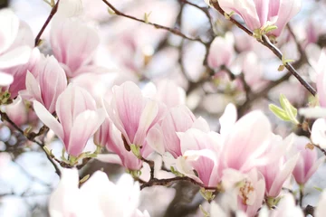 Foto op Canvas Nature background with magnolia, beautiful cherry tree.  © Natlia