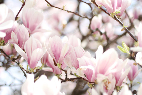 Nature background with magnolia, beautiful cherry tree. © Natlia