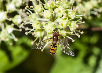 Episyrphus balteatus marmalade hoverfly small diptera of the Syrphidae family with the appearance of a small wasp ridding on ivy flowers