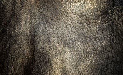 background which the structure of hide of elephant is represented on © Jiří Fejkl