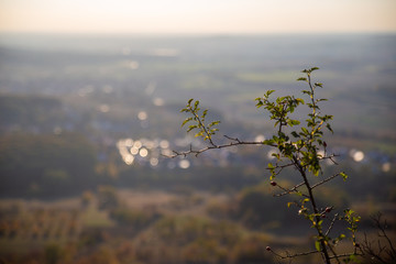 small plant in front of blurred landscape background