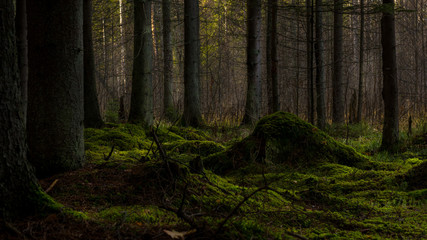 A beautiful mysterious green dark forest with some light falling from behind the trees