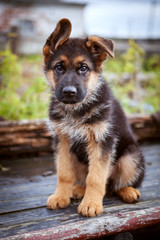 A little German shepherd puppy sits on a bench in the summer and looks sadly