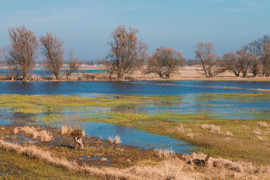 Flusslandschaft mit &uuml;berfluteter Wiese und B&auml;umen im Hintergrund (Oder)