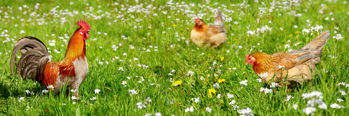 Free-range Poultry Running in the Meadow