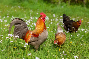 Free-range Poultry Running in the Meadow