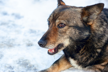 Portrait of pooch dog