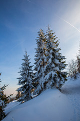 snowy winter trees in the snow in front of blue sky