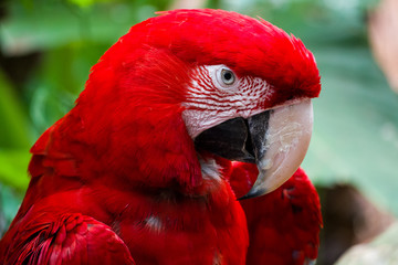  Red Parrot scarlet macaw (Ara macao) of Foz do Iguazu, Parque das Aves