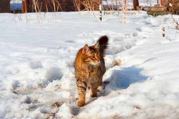 Tabby cat walking through the snow outdoors.