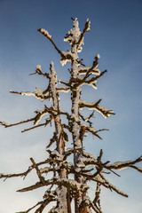dead iced tree in winter