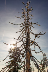 dead iced tree in winter