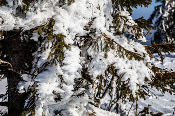 snow covered conifers trees