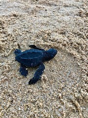 Tortuga Golfina / Mazunte