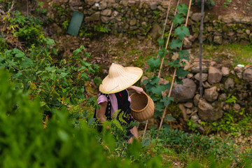 Woman walking in the tea plantation in Meijiawu Tea Village, Hangzhou, China on a hot summer day