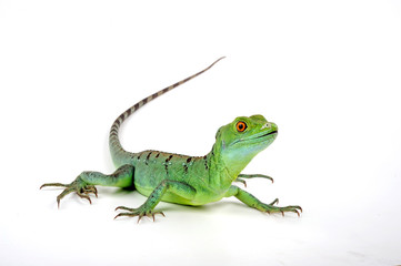 Jesus Christ lizard / Stirnlappenbasilisk (Basiliscus plumifrons) 