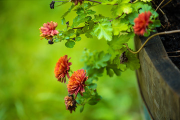 kleine Blumen in Garten