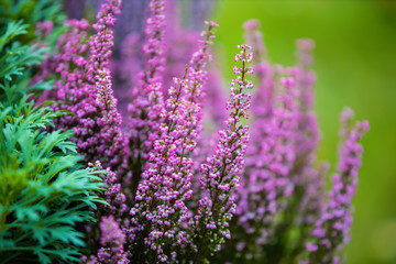 pink flowers in a garden