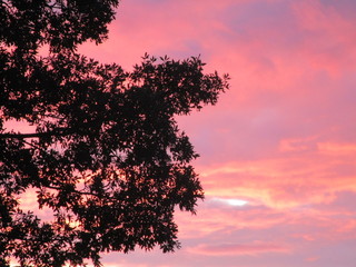 Cielo rosa con silueta de arbol
