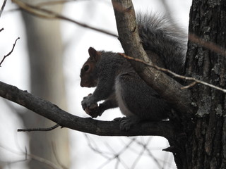 squirrel on tree