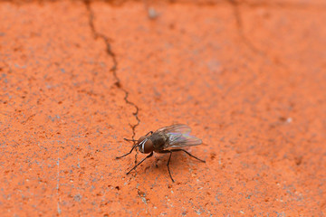 Macro Photography of Housefly on brick wall.blurry background.fly is carrier of infection
