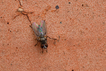 Macro Photography of Housefly on brick wall.blurry background.fly is carrier of infection