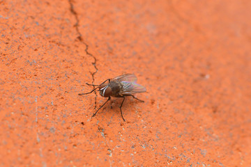 Macro Photography of Housefly on brick wall.blurry background.fly is carrier of infection