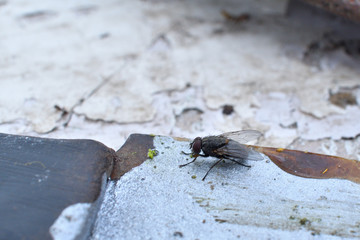 Macro Photography of Housefly on brick wall.blurry background.fly is carrier of infection