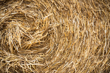 Rolled haystacks pattern/ dried hay texture