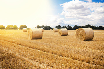 Rolled hay on a farm field.