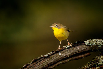 portrait of yellow warbler on a dark brown tree branch with a blurry background
