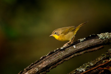 profile of a yellow warbler on a dark brown tree branch