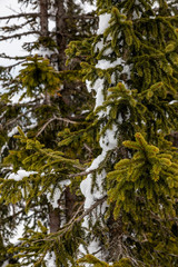 snow covered spruce in forest