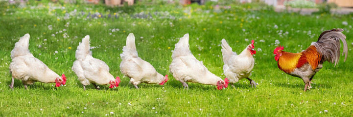 Free-range Poultry Running in the Meadow © Ingo Bartussek