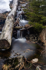 Fototapeta premium creek with tree trunk in forest