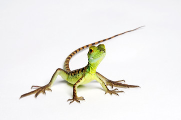 Jesus Christ lizard / Stirnlappenbasilisk (Basiliscus plumifrons) 