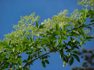 Fototapeta na wymiar Branch with blossoms and blue sky