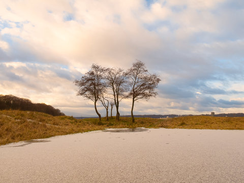 Kleine Baumgruppe an Ufer mit vereister Fläche in Ostseelandschaft