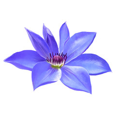 Luxury purple clematis flower close-up on white background, panoramic view of garden flower