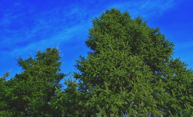 Obraz premium tree on background of blue sky and clouds