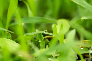 drops on grass background