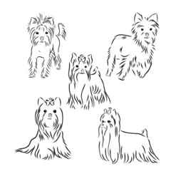 set of Yorkshire terrier dog,vector sketch illustration 