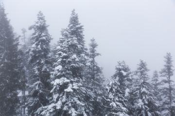 Fototapeta na wymiar Whistler, British Columbia, Canada. Snow Covered Trees on the Mountain during a cloudy and foggy winter day.