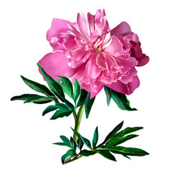 Beautiful peony close-up on a white background, rays of sunlight on a pink flower background, panoramic view