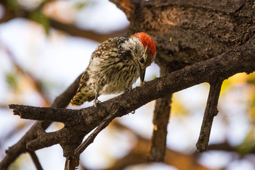 Cardinal woodpecker (Dendropicos fuscescens) sitting on a branch, looking for a grub and just finding one, Namibia