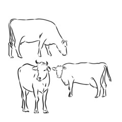 set of farm cow