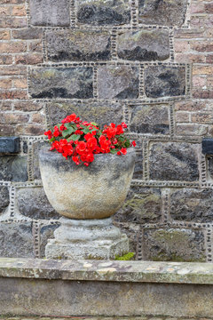 Red Geraniums in Vintage Stone Plant Pot